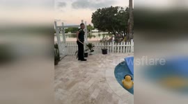 US: Cop Uses Shovel to Remove Crocodile From Key Largo Backyard