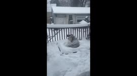 Siberian Husky Enjoys Laying Out In Snow
