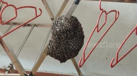 Malaysian man finds huge bee swarm after returning home from 2-week holiday