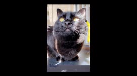 I think I have a beautiful cat so I wanted her to a Dinsey cat