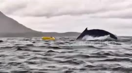 Kayaker appears to cheat death after being 'swallowed by humpback whale' in Chile