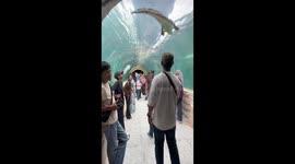 Tourists in awe as crocodiles lounge above in aquarium tunnel in Malaysia