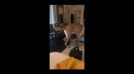 Cat Goes For The Goodies