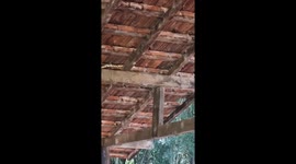 Snake Quickly Strikes Rodent In Rafters