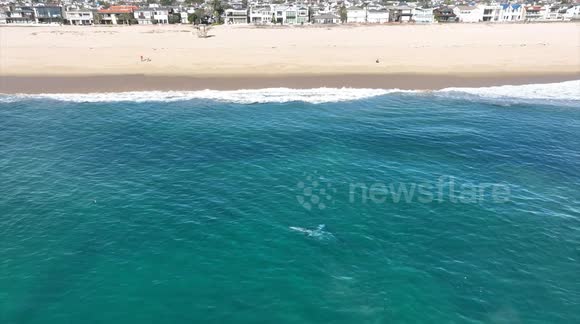 Gray whale has a beach day!