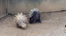 Two porcupines fight at Melaka Zoo in Malaysia