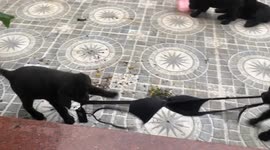 Adorable labrador puppies tug of war game in vietnam
