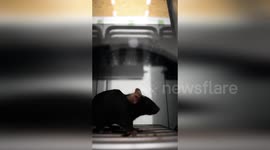 US: Mouse Jumps to Health in New Study, Helping Astronauts Combat Space Travel Risks