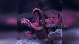 US: Flurry the Giant Pacific Octopus Shows Off Her Amazing Abilities