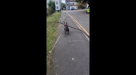 Bull Terrier Carries Massive Branch Down Street