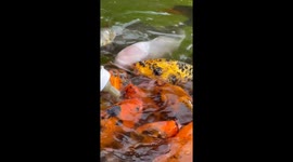 Fish Eat Food From a Baby Bottle