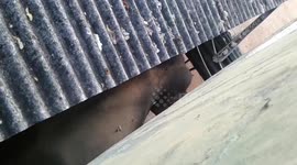 A wild task elephant came wild house in national Park in Sri Lanka and try to take food who is staying there