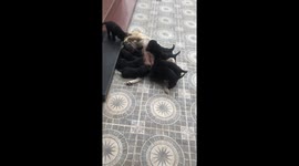 Chó mẹ labrador cho đàn chó con bú ở việt nam. Trông thật tình cảm