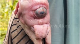 The excitement is that piglets are born similar to humans, with one eye and a tongue sticking out in Indonesia.