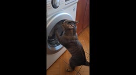 Cat spinning the laundry machine