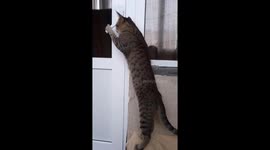 We have a  cat, and Cat opens the door by himself when he wants to go to the balcony