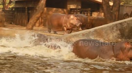 Hippo Babie's Morning Workout – Run, Swim, Repeat!