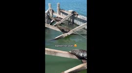 Front Row at the aquarium? Three hands grip a barrier for seals