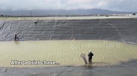 US: Coyote Pulled From Water After Getting Trapped in Salinas Pond