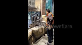 Chimpanzee calmly offers arm for blood test at Shanghai wildlife park