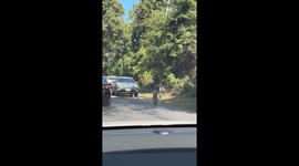 Monkey directs cars like a traffic COP after learning hand signals from watching officers