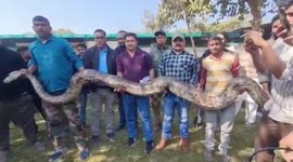 Forest department gigantic python caughted in Ramnagar, Uttarakhand