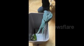 Teamwork! Parrot helps feathered friend out of bin by lowering its tail for it to climb