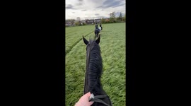 Stirrup struggle: Unexpected fall in horse race