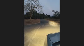 Motorist overjoyed as experiences her first-ever porcupine encounter