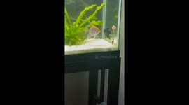 What happens when angelfish 'divorce'? Female doesn't let male near her