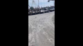Seagulls Want This Woman's Oreos