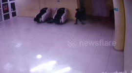 Naughty youngster triggers fire alarm and runs as sprinklers activate