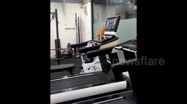 Gym-loving cat stuns internet by turning on treadmill and going for a run
