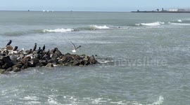 A seagull flies from the water onto the cliff surrounding the statue of Neptune where there are cormorants with calm seas and sailboats in the background on a sunny winter morning in February at Lido di Ostia in Rome.