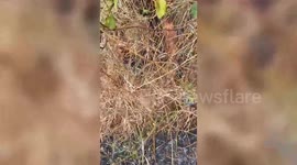 Caught in farm fire, puppy pulled to safety