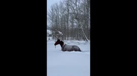 Taego the horse wonders where the groundhog is in mid-February winter