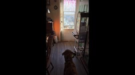 A sneaky little Beagle comes in through the window left open for the cat.