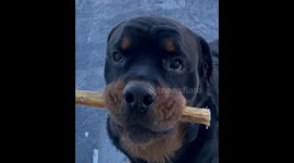 Rottweiler has a love for bones and a strong 'drop it' command