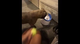 Dog Doesn't Understand Toy