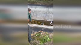 Spain: Civil Guard and Locals Save Heron Trapped in Caceres Irrigation Canal