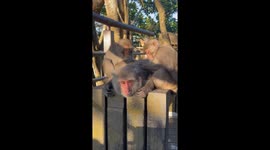 Local Taiwan monkeys cleaning each other's hair in the mountains