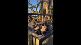 Local Taiwan monkeys cleaning each other's hair in the mountains