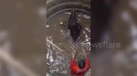 Buffalo falls into open well, rescued in swift operation