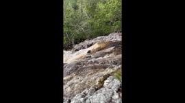 Little Anteater Fights To Cross Cola River