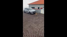 Curious Dog Barks At Dog Lover