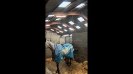 Horse Gets In The Way Of Owner Cleaning