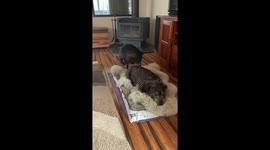 Every Dog Has a Favorite Spot