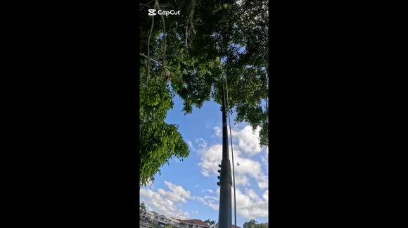 Corella rescue: Trapped by fishing line, saved by a hero