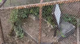 Terrified troop of monkeys scatter when python appears