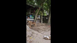 Plucky pet meerkats chase away pet dog